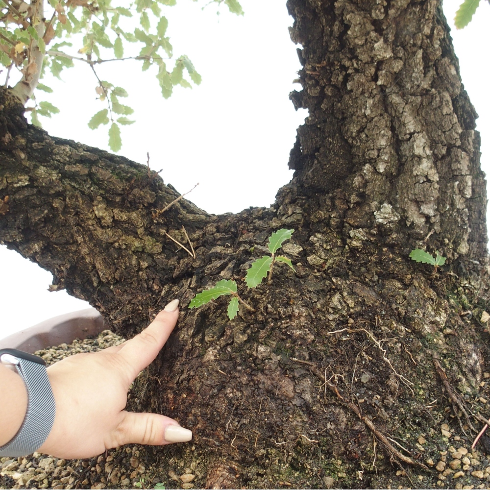 Yamadori - Quercus Ilex -Oakhulst