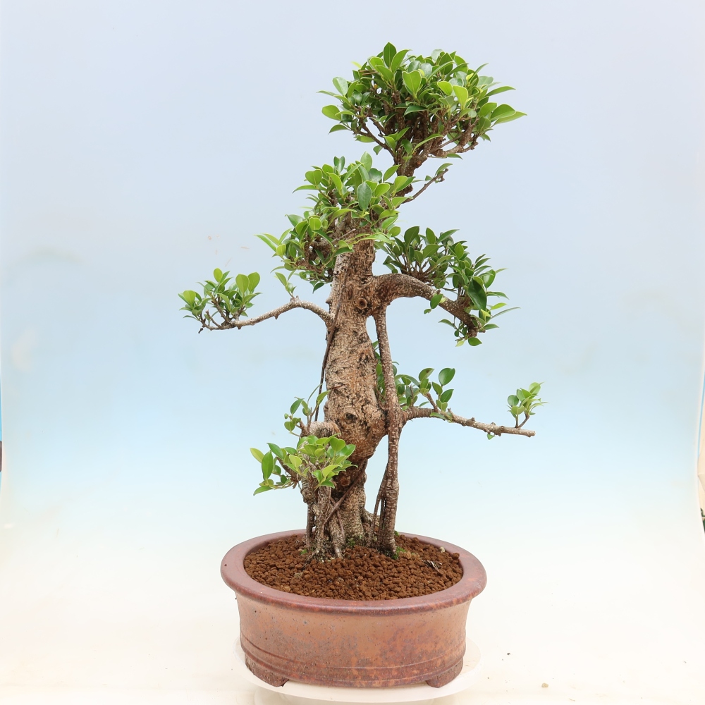Kamerbonsai - Ficus kimmen - kleinbladige ficus