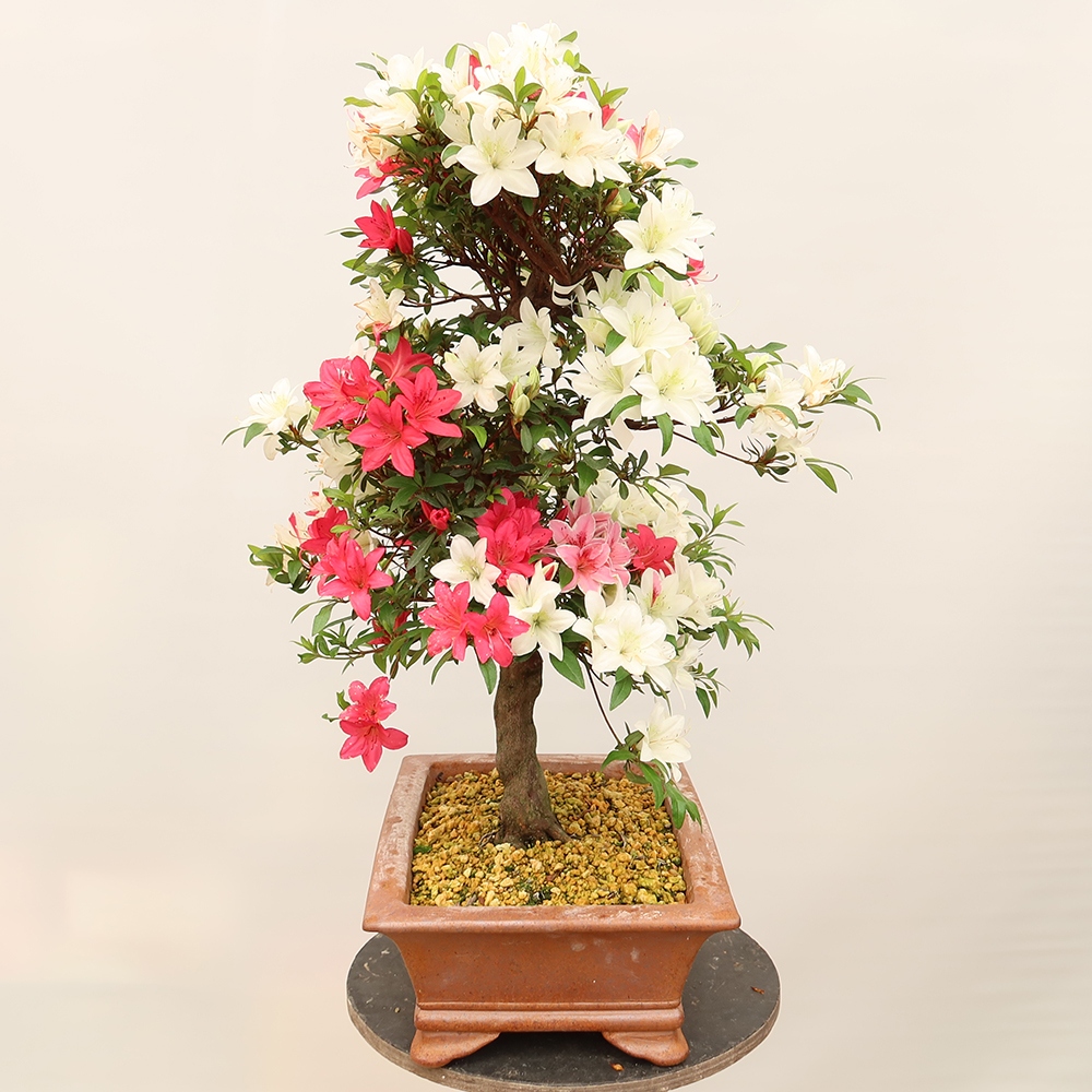Bonsai voor buiten - Japanse azalea - Azalea CHIHIRO