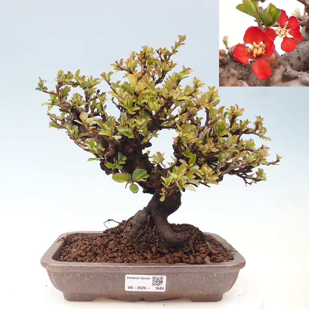 Bonsai voor buiten - Chaneomeles speciosa - Kweepeer