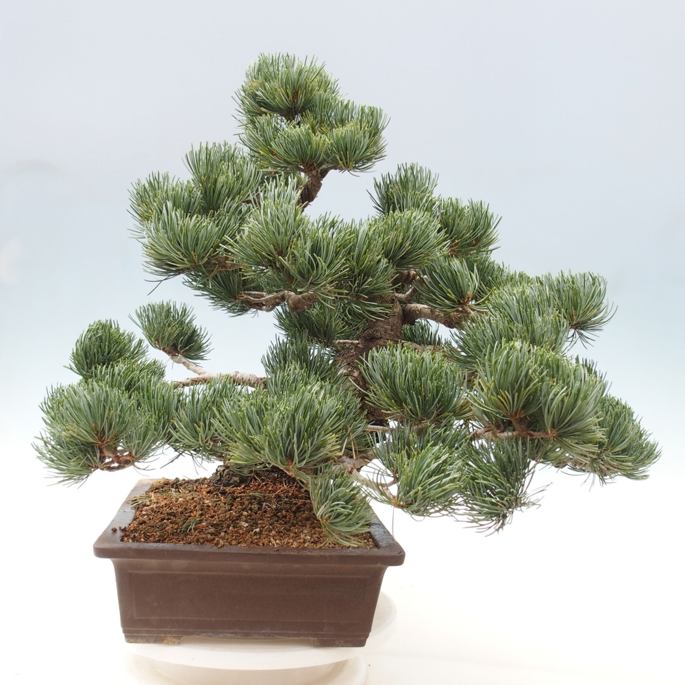 Bonsai voor buiten - Pinus parviflora - Pinus parviflora