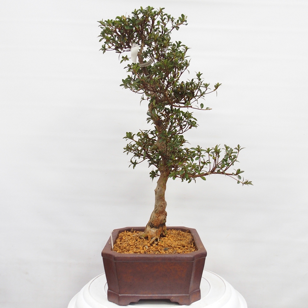 Bonsai voor buiten - Japanse Azalea - Azalea Hanatsuzuri