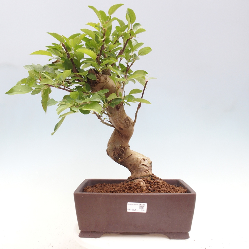 Bonsai voor buiten -Malus halliana - Appelboom met kleine vruchten