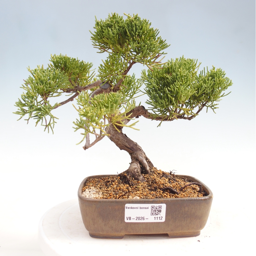 Bonsai voor buiten - Juniperus chinensis Kishu