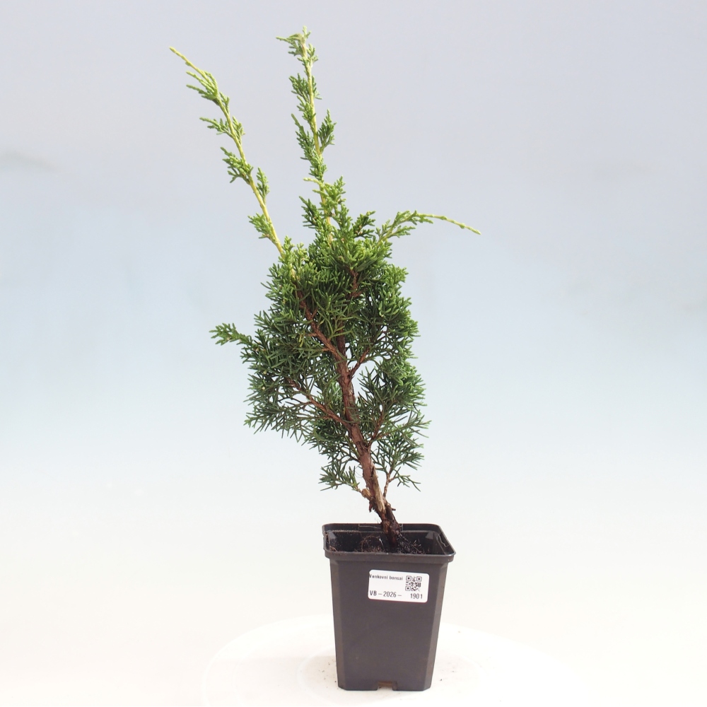 Bonsai voor buiten - Juniperus chinensis Kishu
