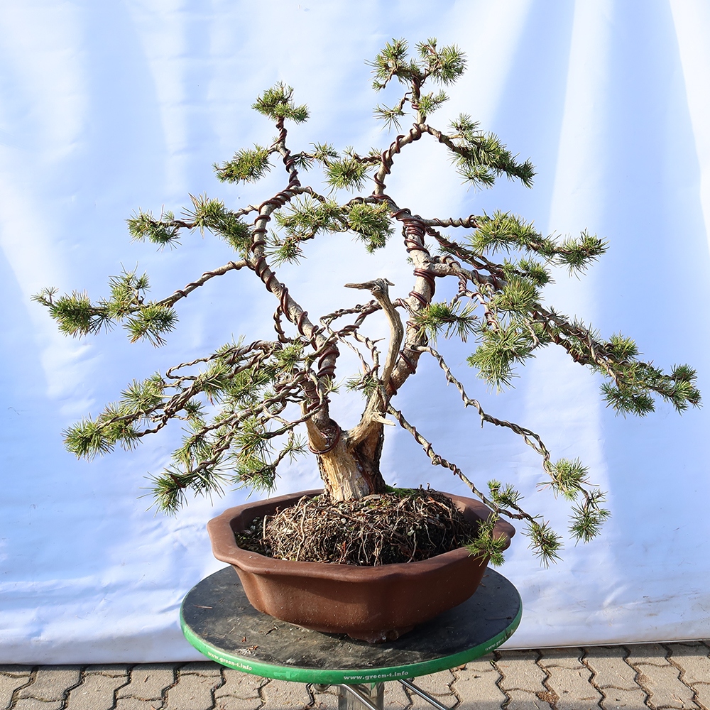 Pinus sylvestris Spanje - grove den