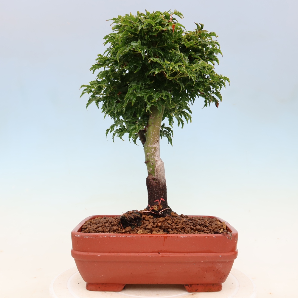 Bonsai voor buiten -Javor palm Acer palmatum Shishigashira