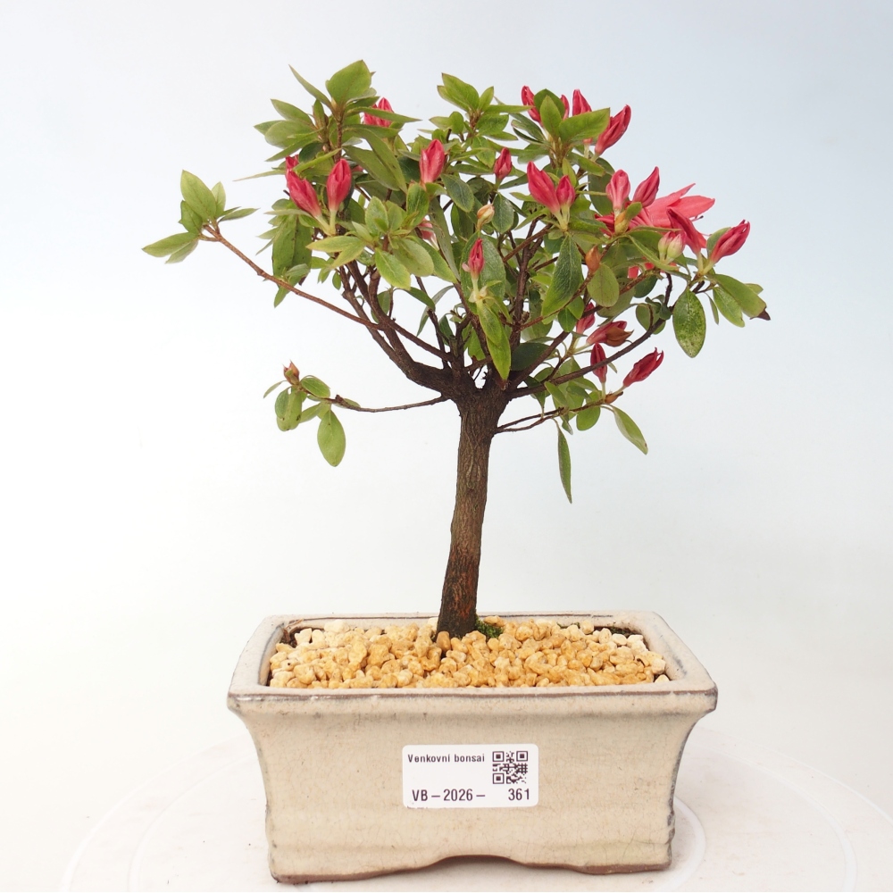 Bonsai voor buiten - Japanse azalea - Azalea sp.