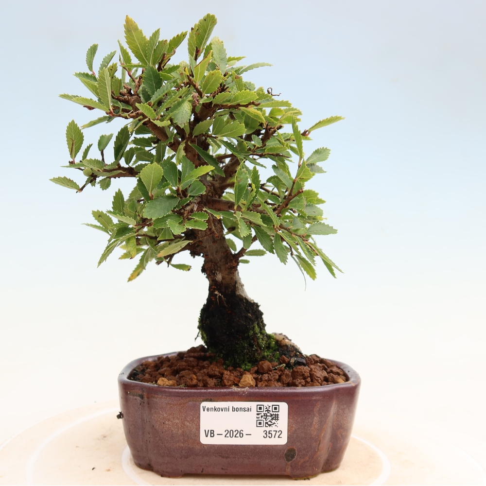 Bonsai voor buiten - Zelkova - Zelkova NIRE