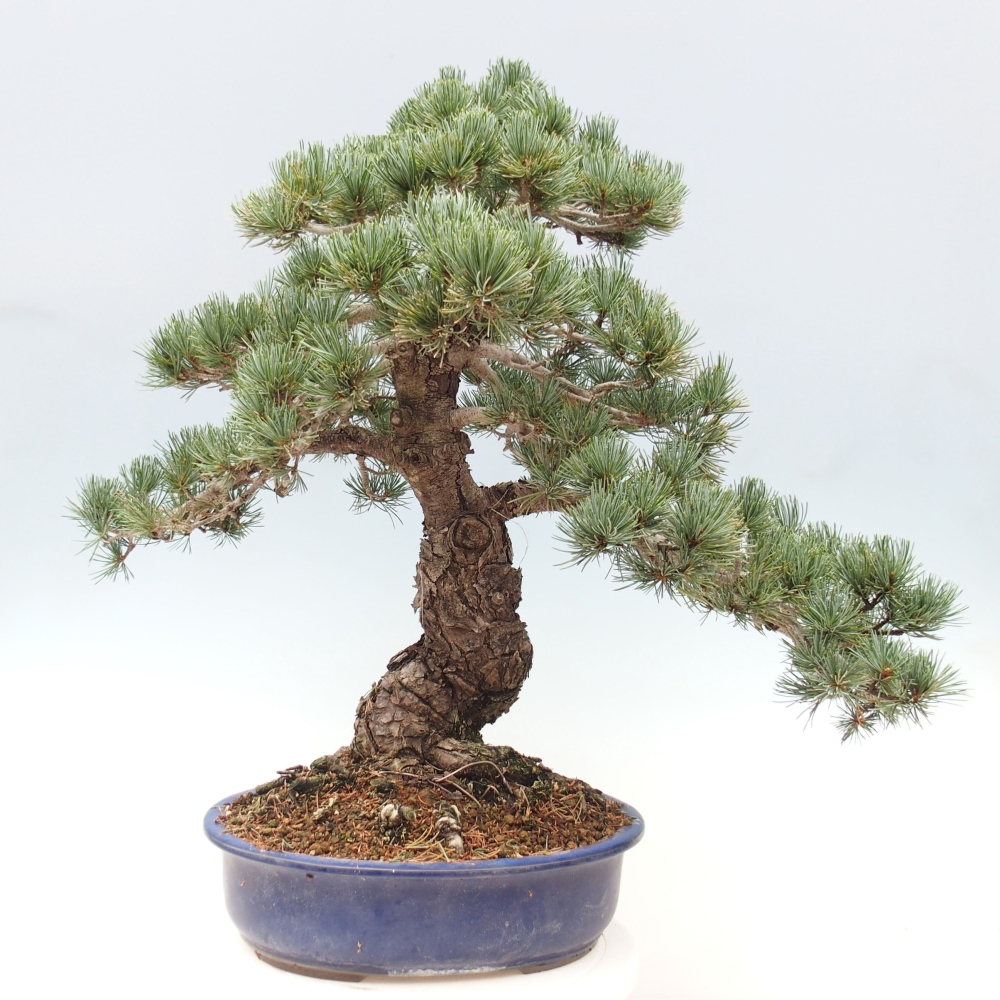 Bonsai voor buiten - Pinus parviflora - Pinus parviflora