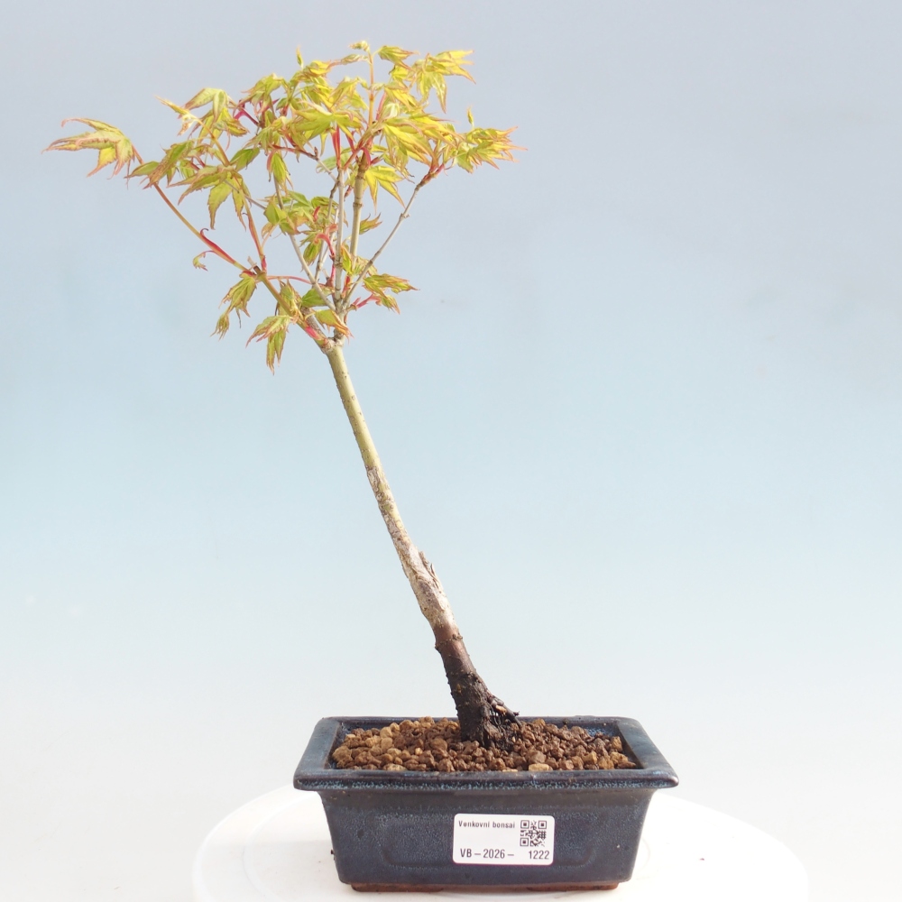 Acer palmatum Aureum - Gewone esdoorn
