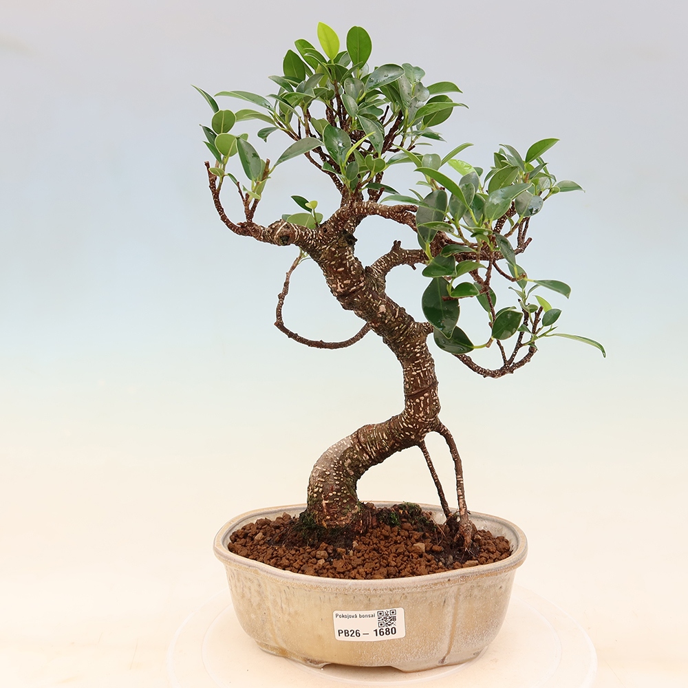 Kamerbonsai - Ficus retusa - kleinbladige ficus
