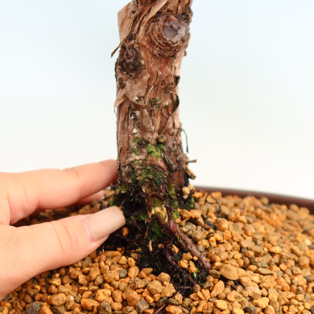Bonsai voor buiten - Juniperus chinensis Kishu