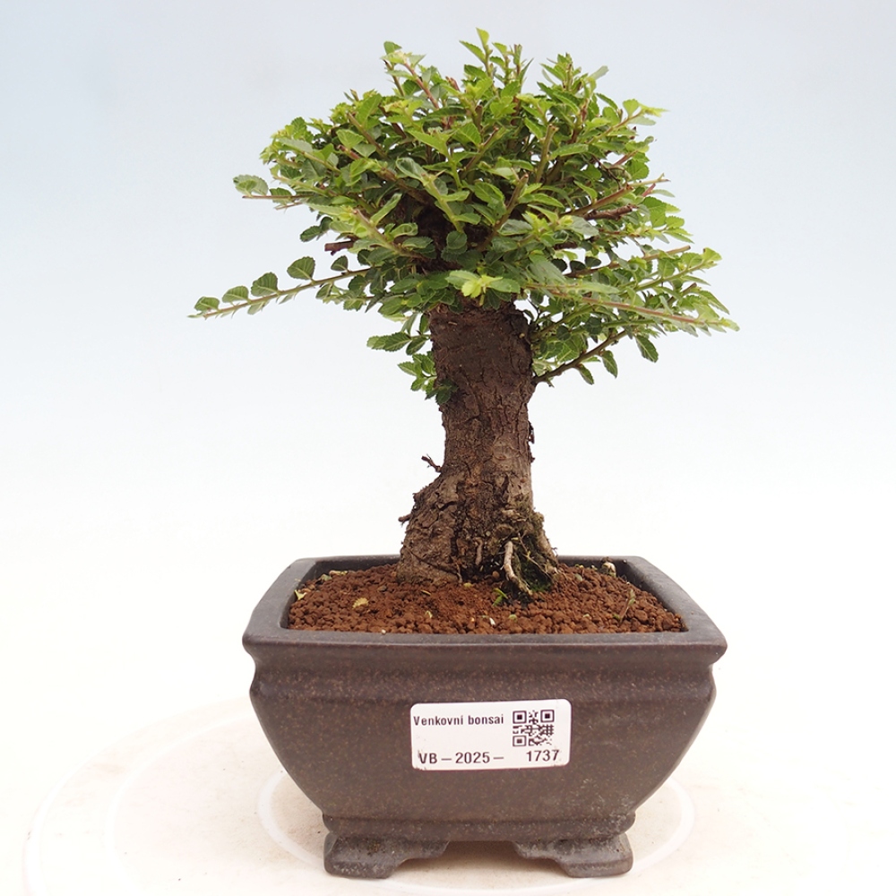 Bonsai voor buiten - Ulmus parvifolia Hokkaido - Chinese iep