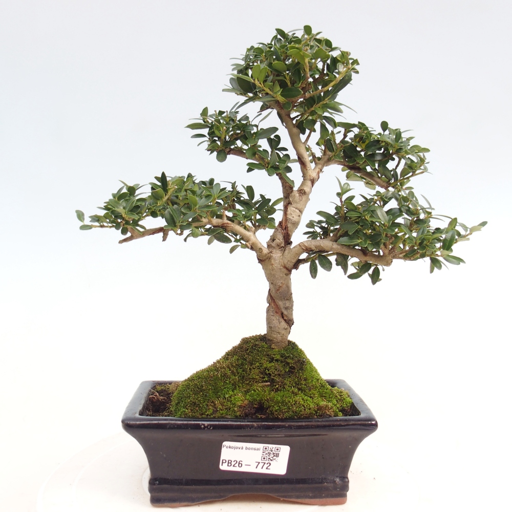 Kamerbonsai - Ilex crenata - Hulst