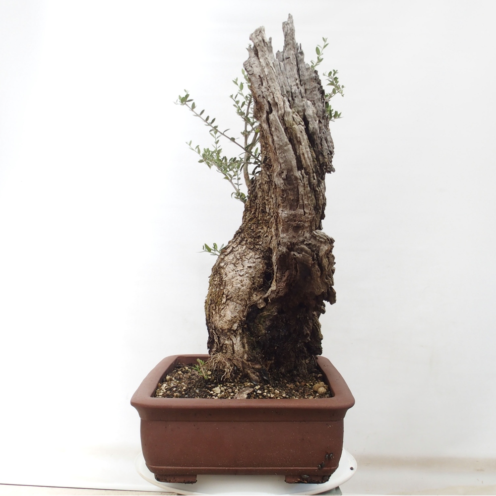 Bonsai voor binnen - Olea europaea sylvestris