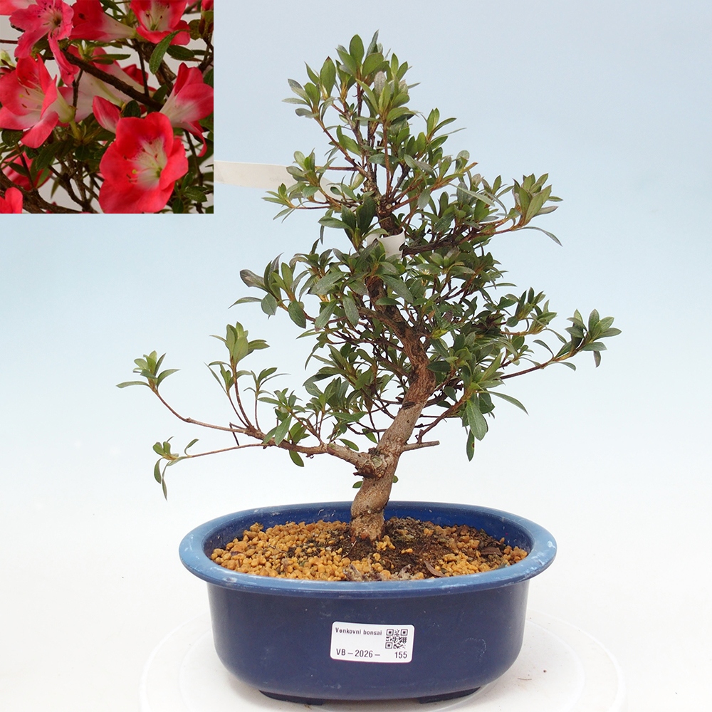 Bonsai voor buiten - Japanse Azalea - Azalea Beniko
