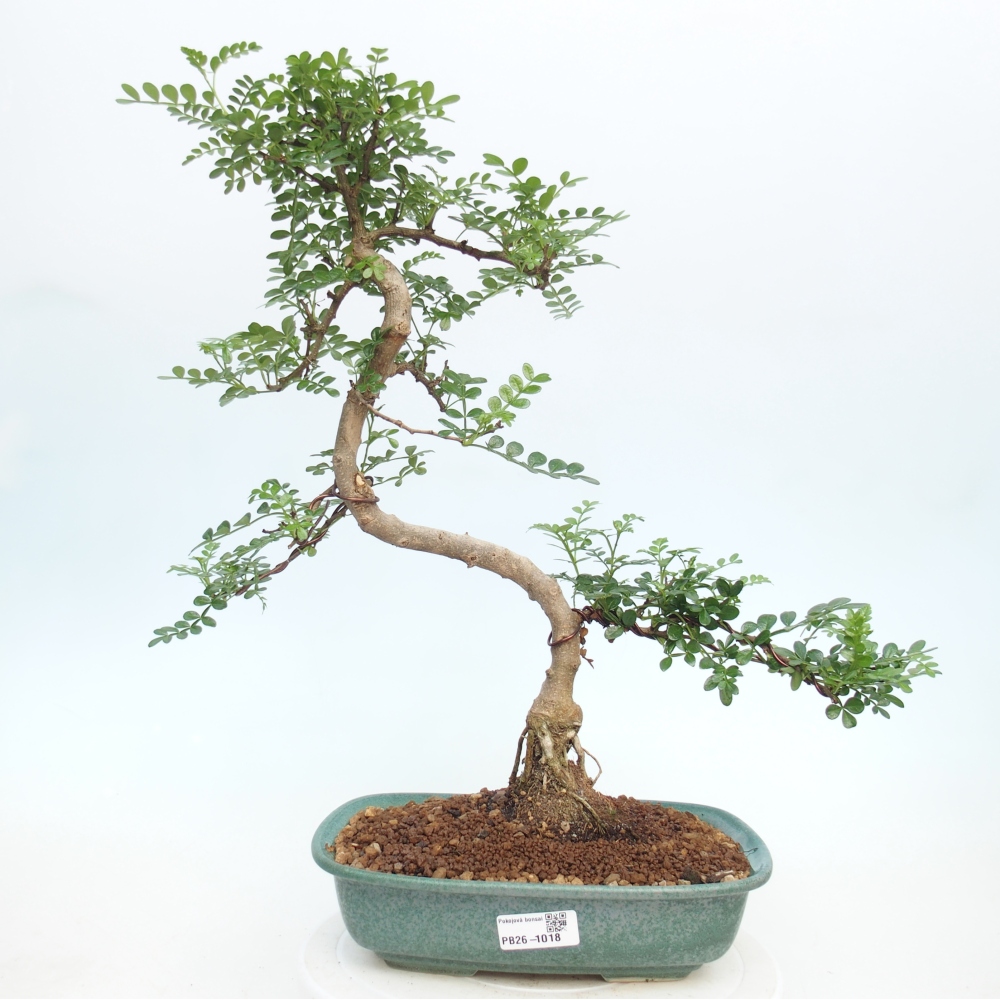 Kamerbonsai - Zantoxylum piperitum - peperboom