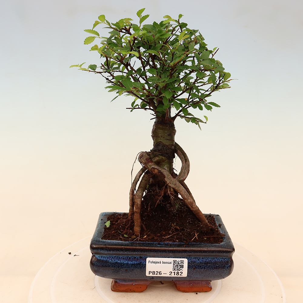 Kamerbonsai - Ulmus parvifolia - Winteriep