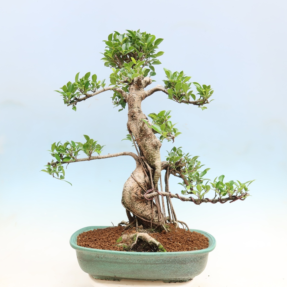 Kamerbonsai - Ficus kimmen - kleinbladige ficus