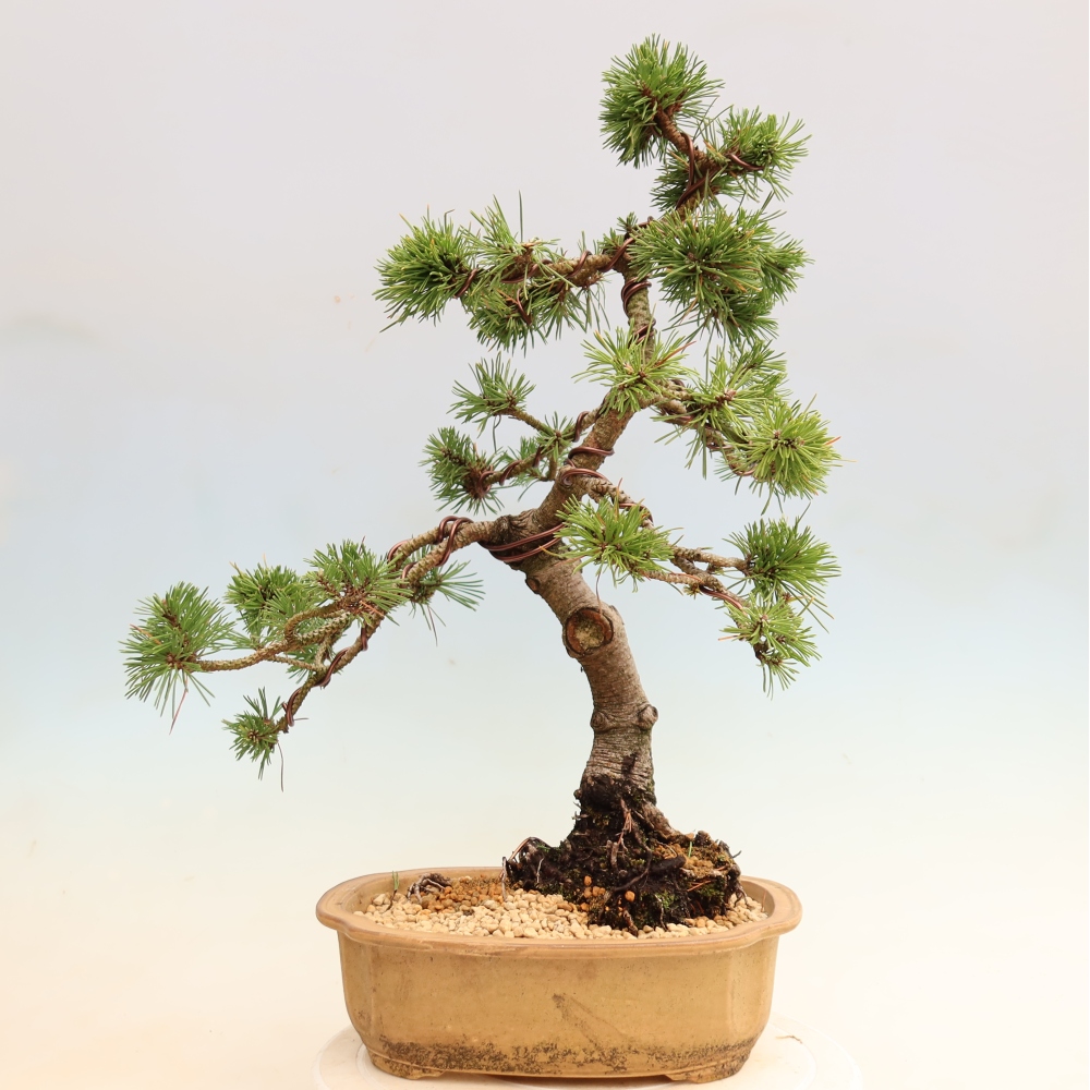 Bonsai voor buiten - Pinus mugo Humpy  - Bergden