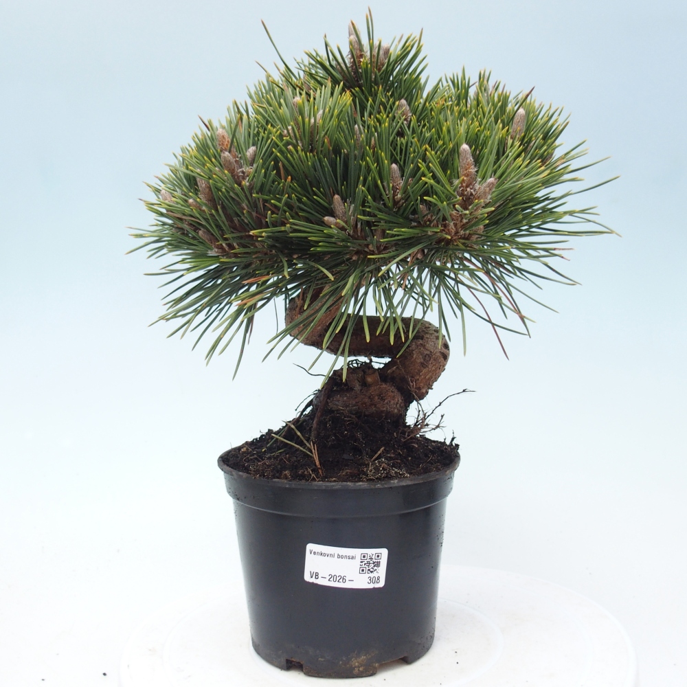 Bonsai voor buiten - Pinus thunbergii senjyumaru - Thunberg den