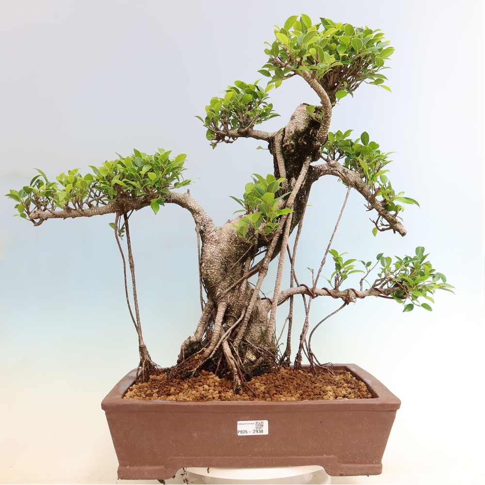 Kamerbonsai - Ficus kimmen - kleinbladige ficus