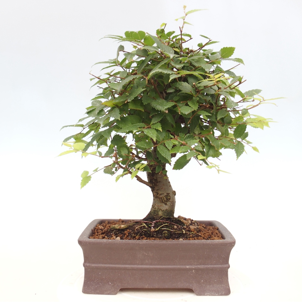 Bonsai voor buiten - Zelkova - Zelkova NIRE