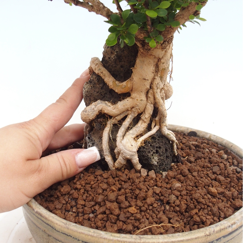 Bonsai voor buiten - Berberis coreana