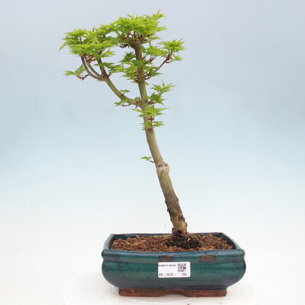 Bonsai voor buiten -Javor palm Acer palmatum Shishigashira