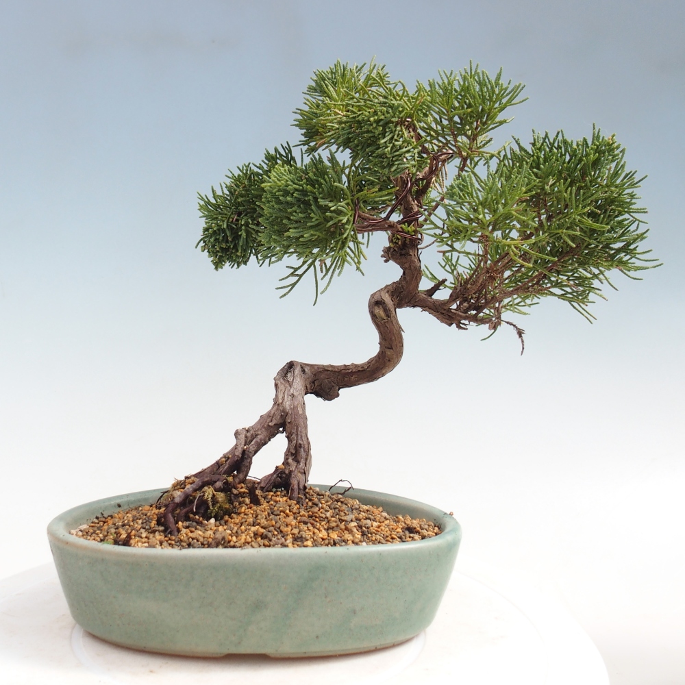 Bonsai voor buiten - Juniperus chinensis Kishu