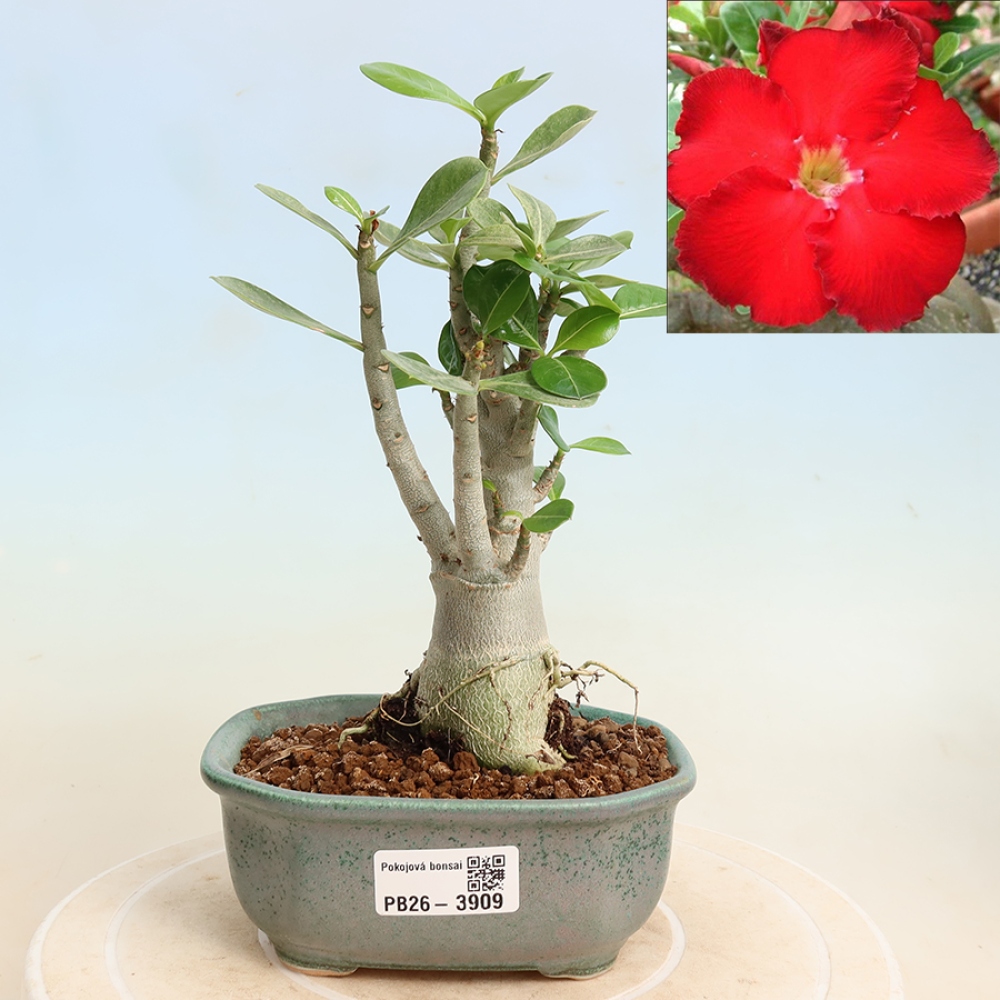 Kamerbonsai - Adenium obesum Red Star - Woestijnroos