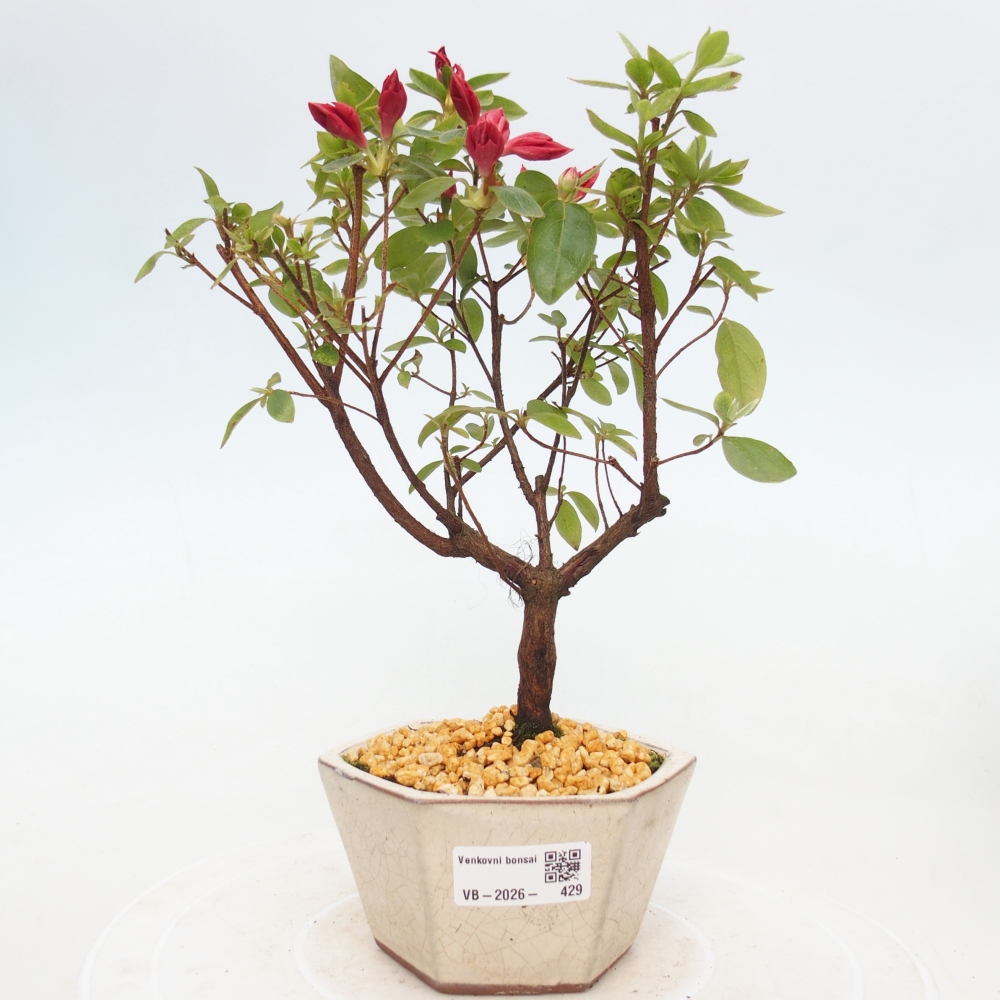 Bonsai voor buiten - Japanse azalea - Azalea sp.