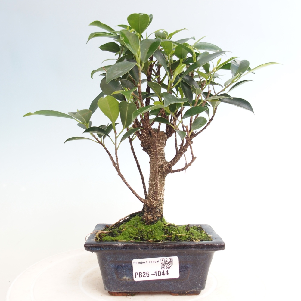 Kamer bonsai Ficus retusa kimmen