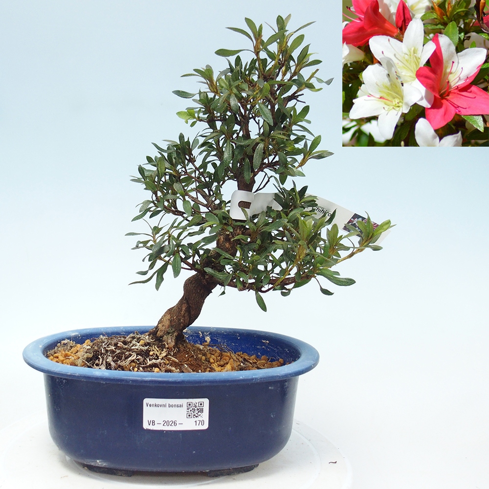 Bonsai voor buiten - Japanse azalea - Azalea CHIHIRO