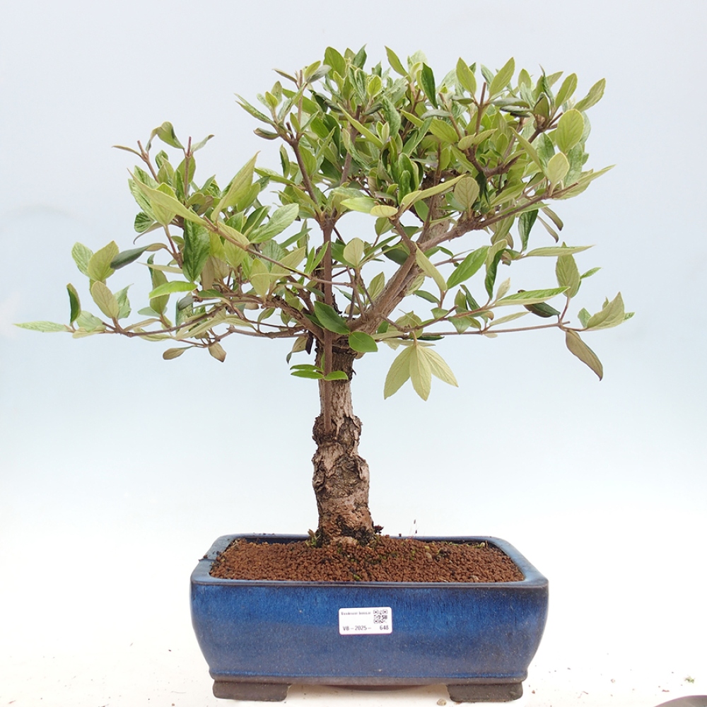 Bonsai voor buiten - Kalina Bodnanská - Viburum carlesii hemsi