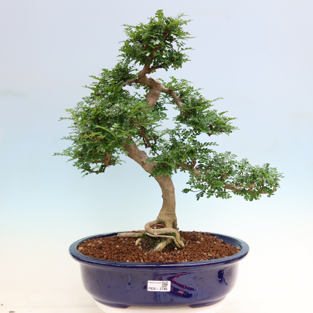 Kamerbonsai - Zantoxylum piperitum - peperboom