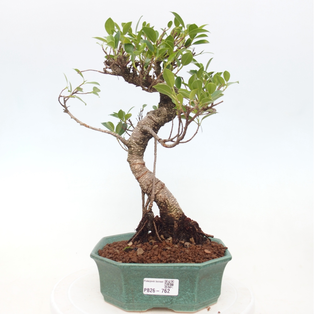 Kamerbonsai - Ficus retusa - kleinbladige ficus