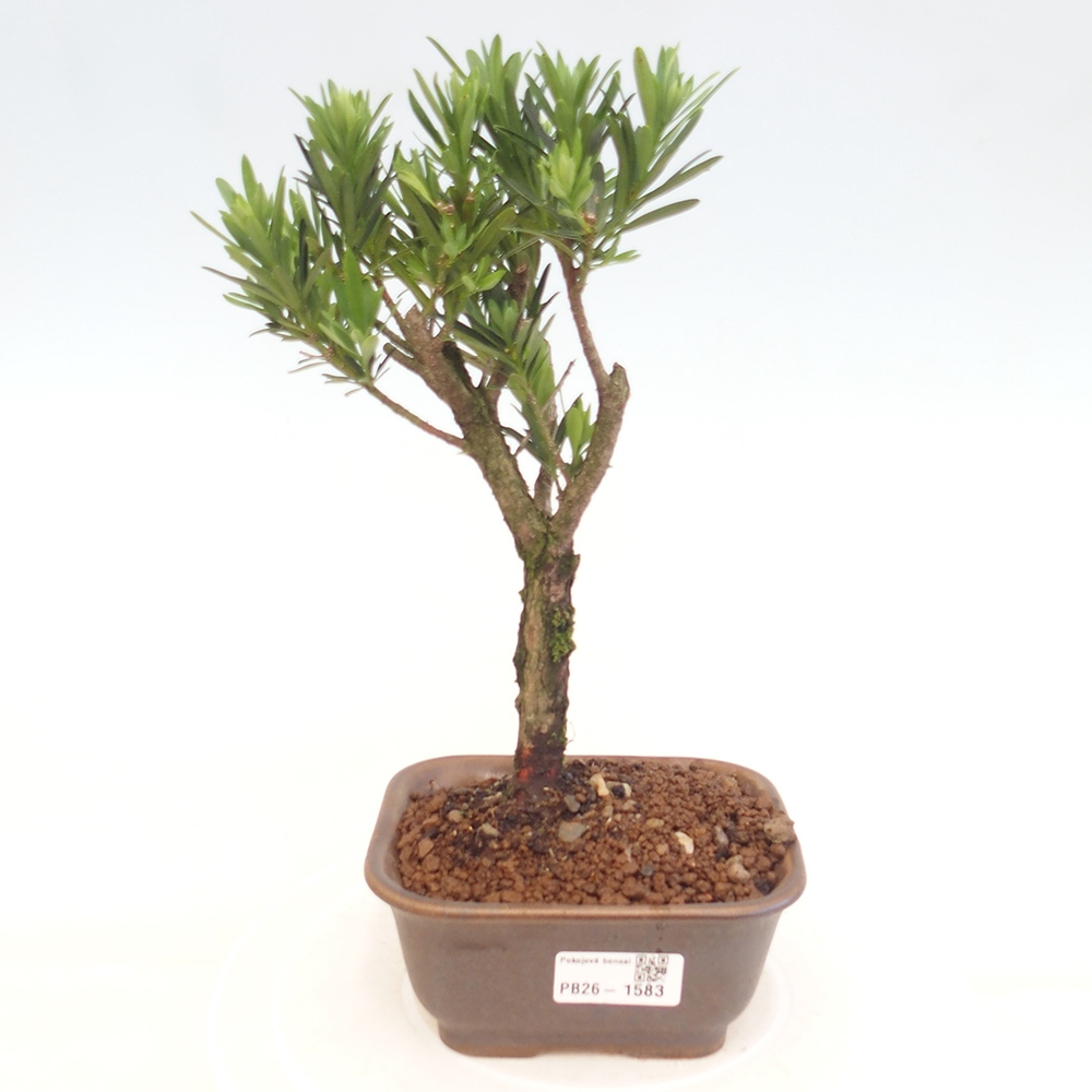Kamerbonsai - Podocarpus - Taxus