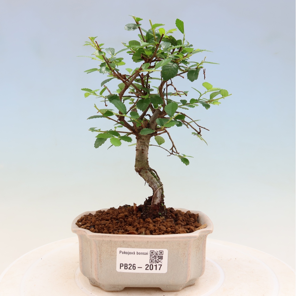 Kamerbonsai - Ulmus parvifolia - Winteriep