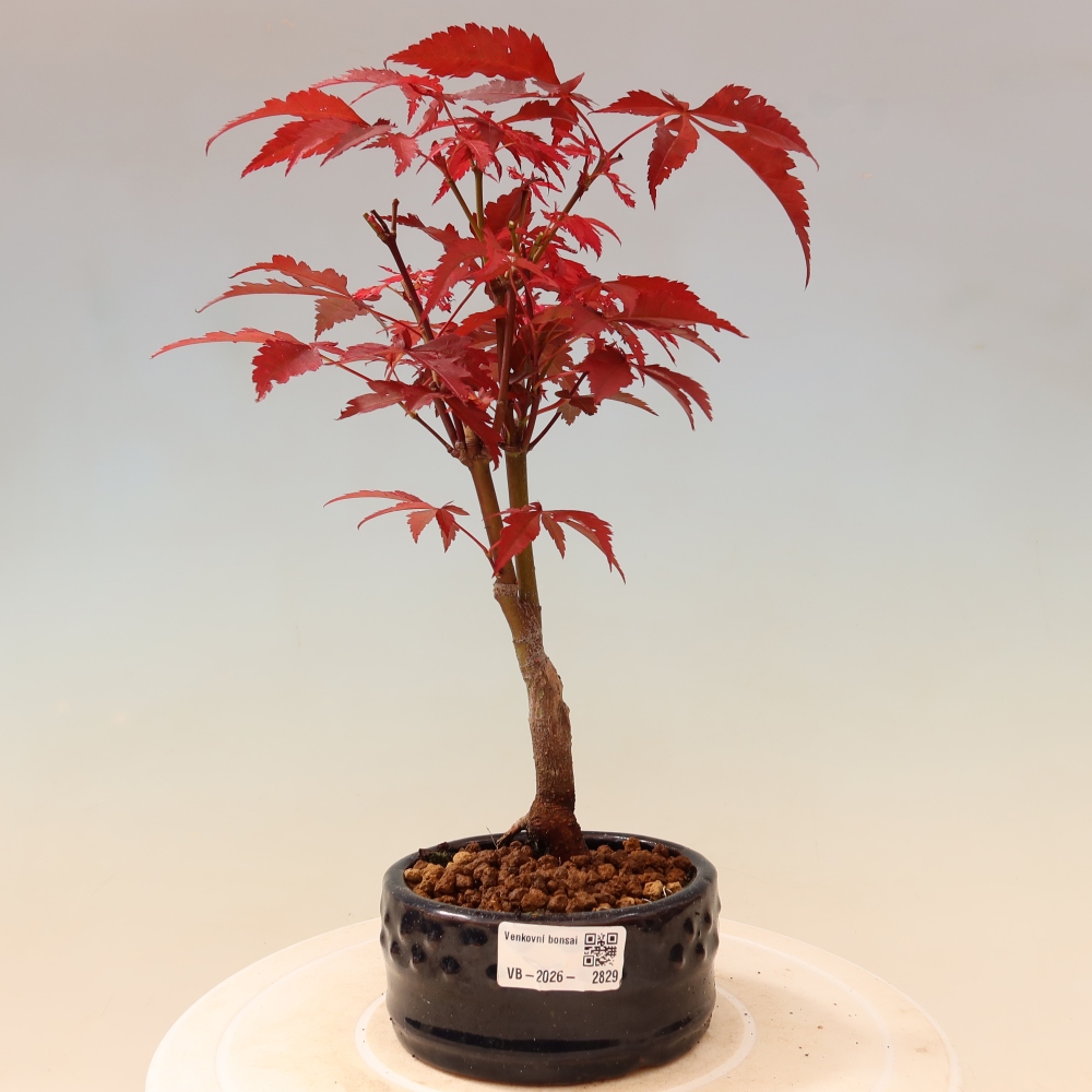 Bonsai voor buiten - Acer palm. Atropurpureum-Javorpalm