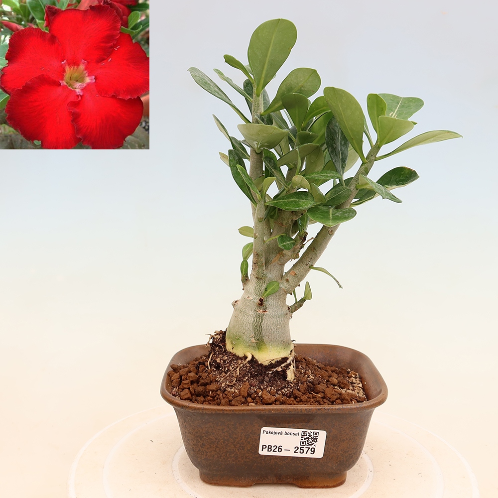Kamerbonsai - Adenium obesum Red Star - Woestijnroos