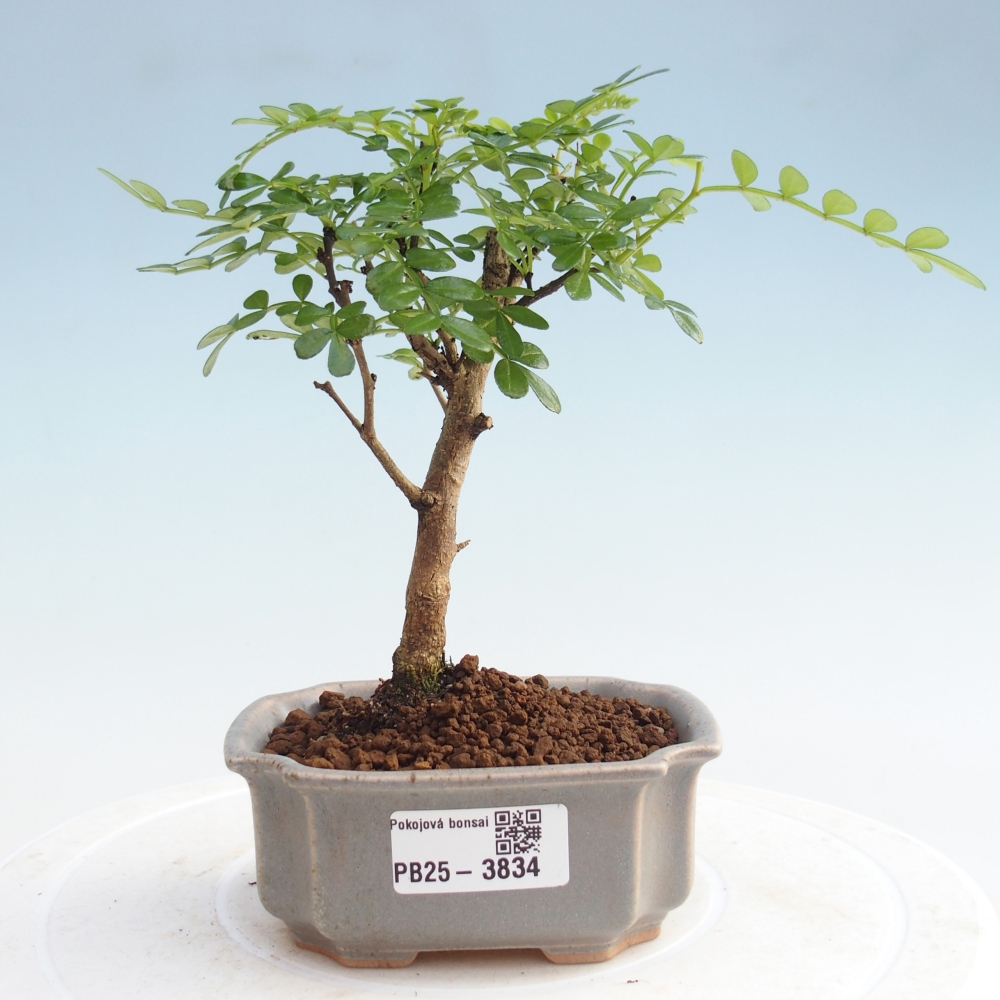 Kamerbonsai - Zantoxylum piperitum - Peperboom 