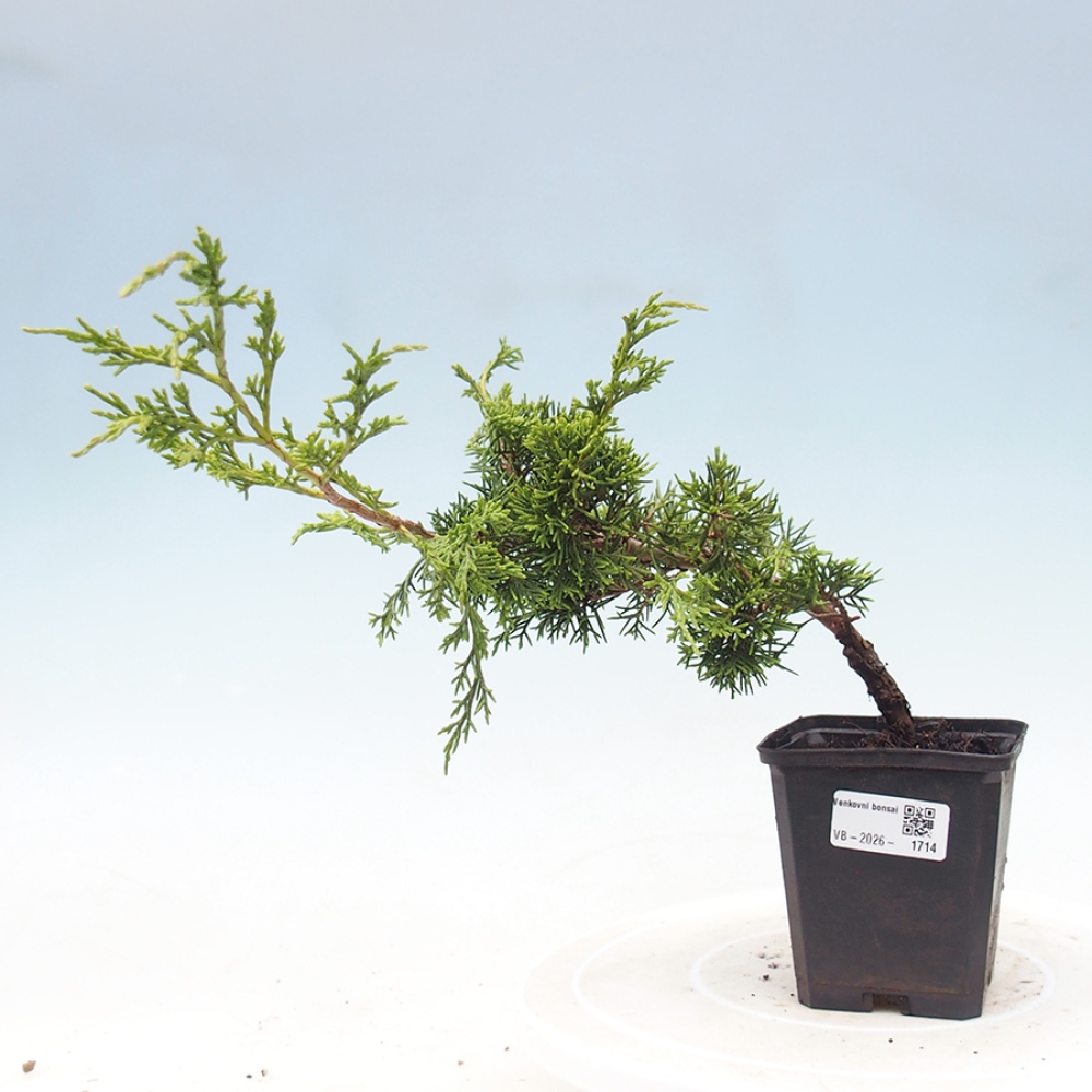 Bonsai voor buiten - Juniperus chinensis Itoigawa