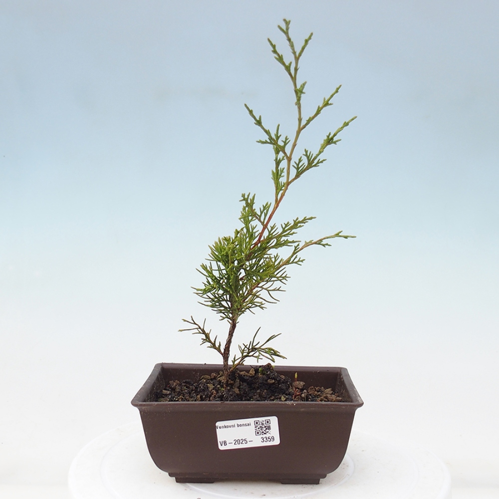 Bonsai voor buiten - Juniperus chinensis Itoigawa