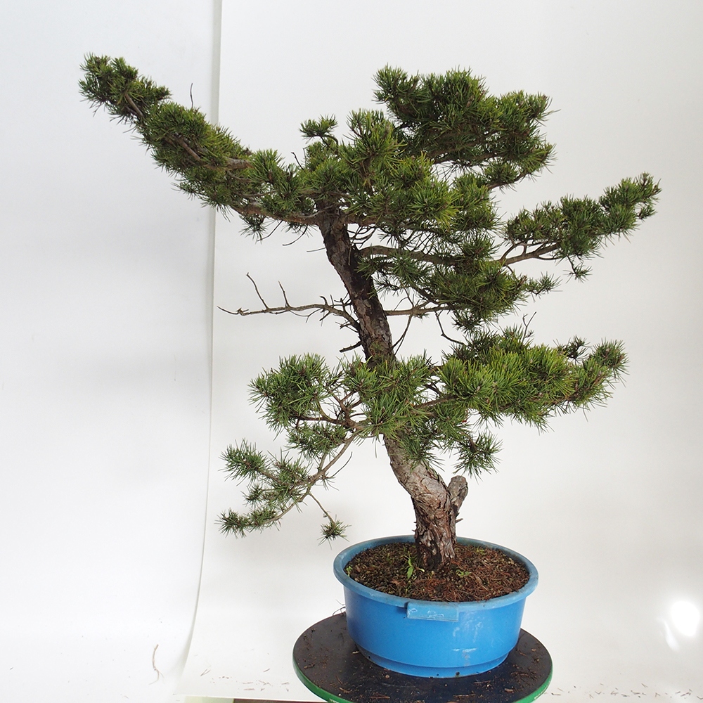 Yamadori - Pinus sylvestris Spanje