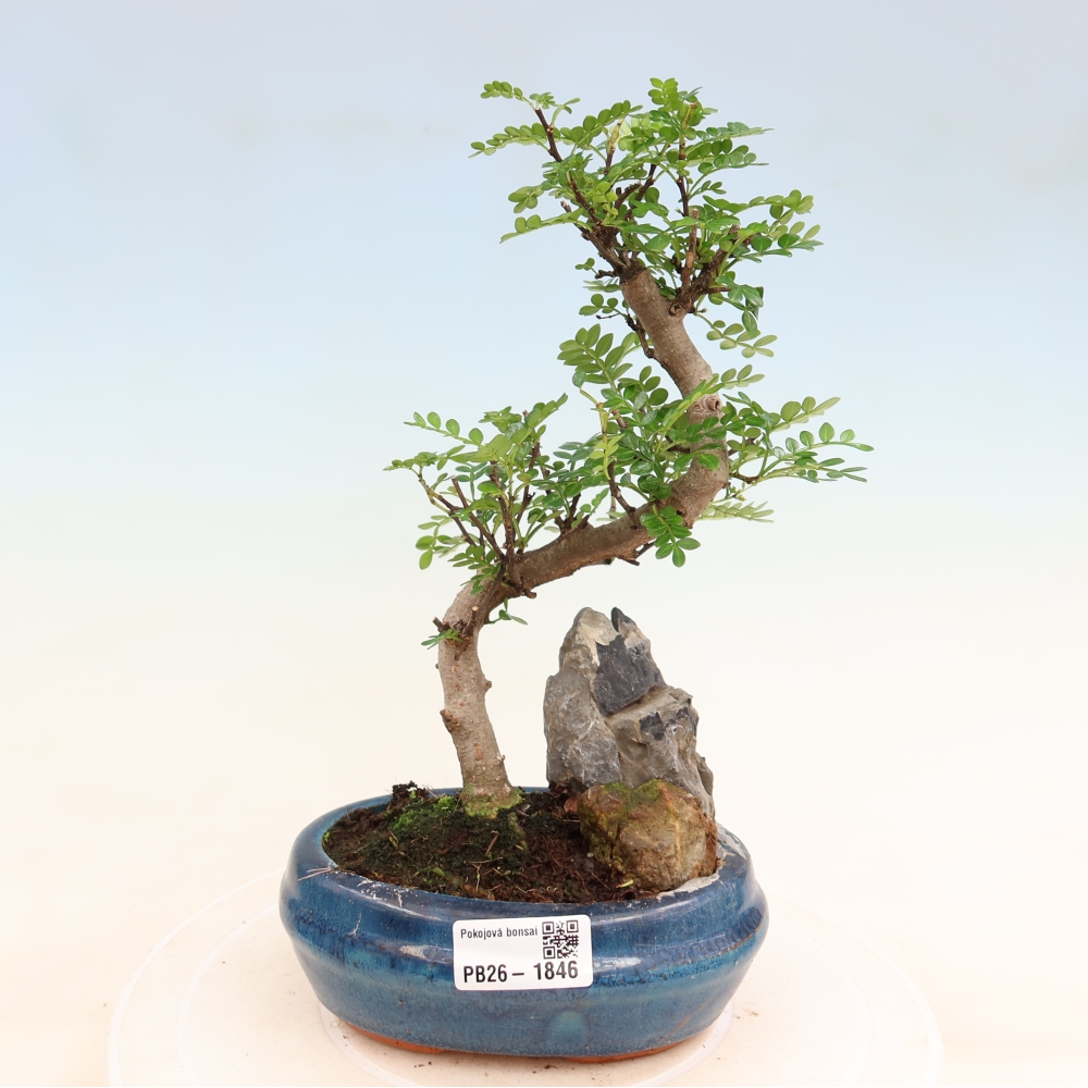 Kamerbonsai - Zantoxylum piperitum - peperboom