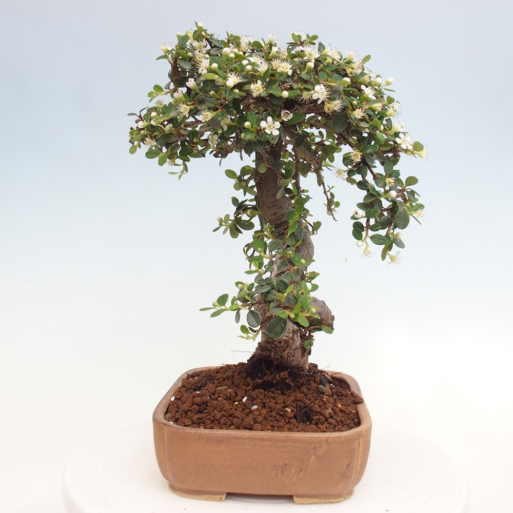 Buitenbonsai-Cotoneaster dammeri - Damer's Rock