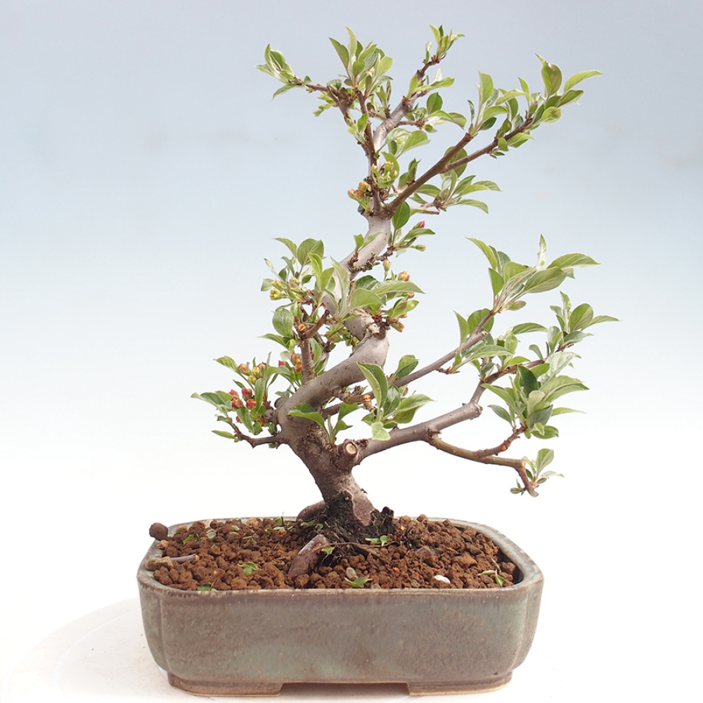 Bonsai voor buiten - Malus sargentii - Appelboom met kleine vruchten