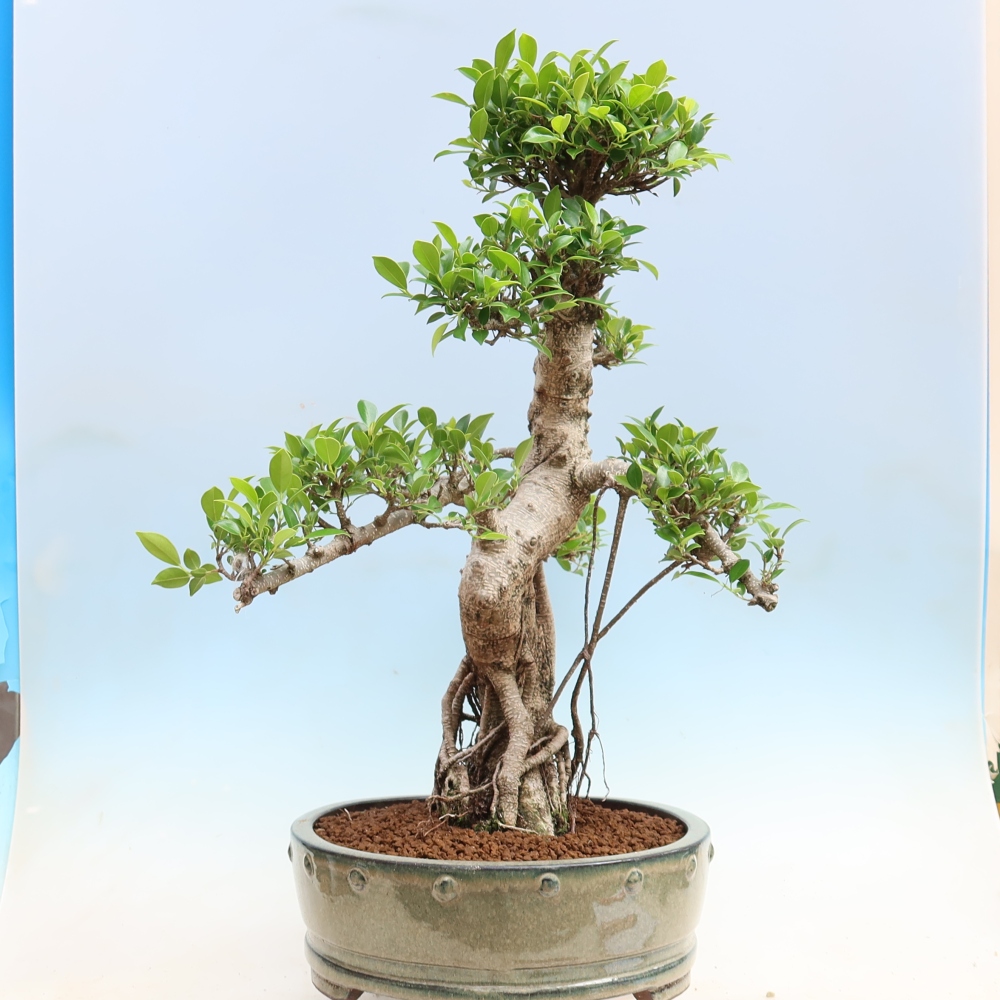 Kamerbonsai - Ficus kimmen - kleinbladige ficus